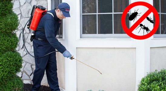 Kozlu Pire İlaçlama böcek ilaçlama ve haşere kontrolü — ilaclama-tr.com